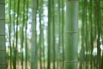 翠绿竹林 清新自然之景