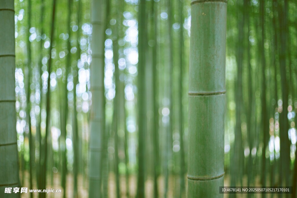 翠绿竹林 清新自然之景