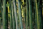 翠绿竹林 清新自然景致