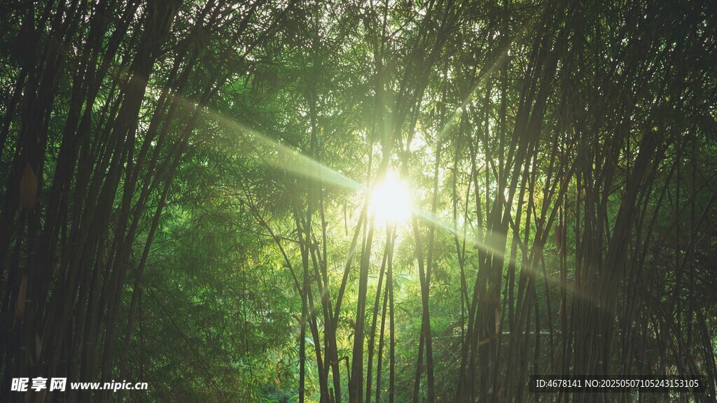 阳光穿透竹林的静谧美景