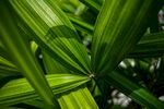 翠绿舒展的热带植物叶片