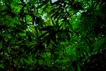 翠绿竹林间的繁茂景致