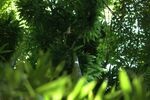 仰视葱郁绿植景观