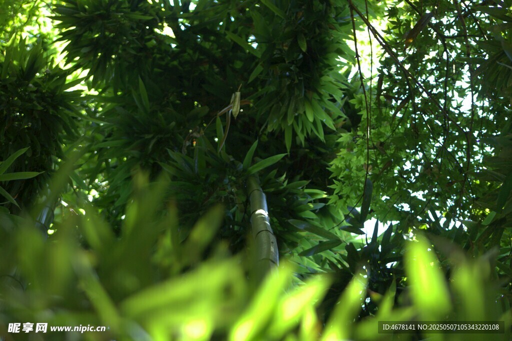 仰视葱郁绿植景观