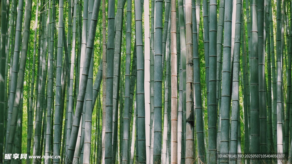 翠绿竹林间的静谧景致