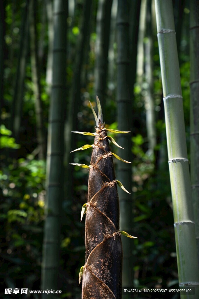 竹林中新生的茁壮竹笋