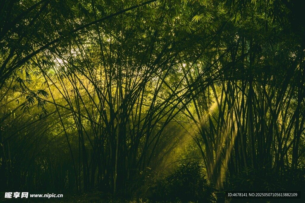 阳光穿透竹林的静谧美景