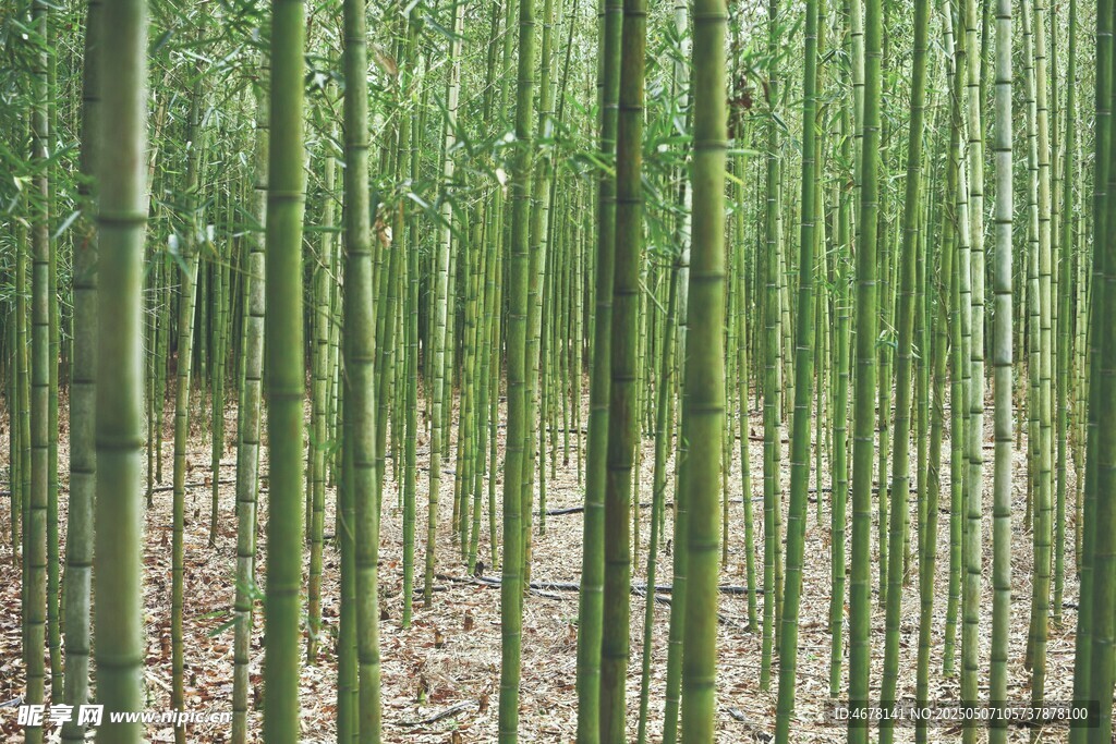 翠绿竹林景致