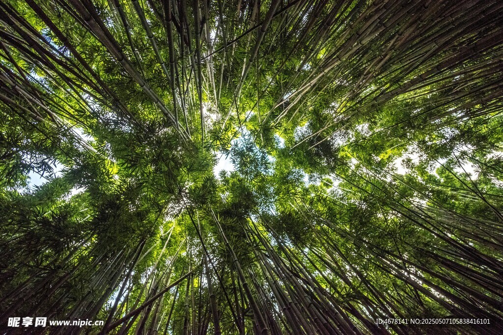 仰视茂密竹林绿意盎然