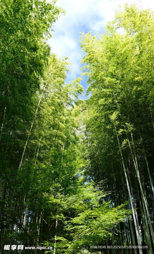 翠绿竹林 清新自然之景