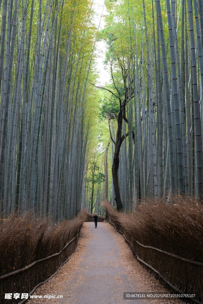 竹林幽径漫步景