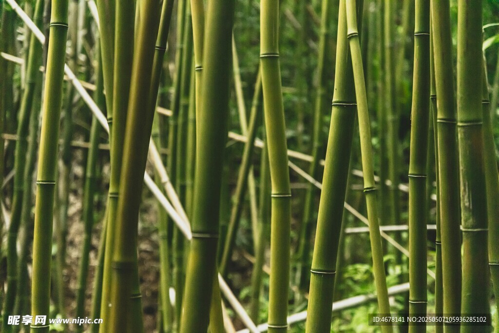翠绿竹林景致
