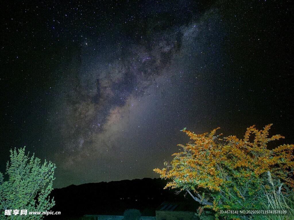 夜空下的绿植与璀璨星河