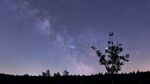 夜空下的树木与璀璨星河