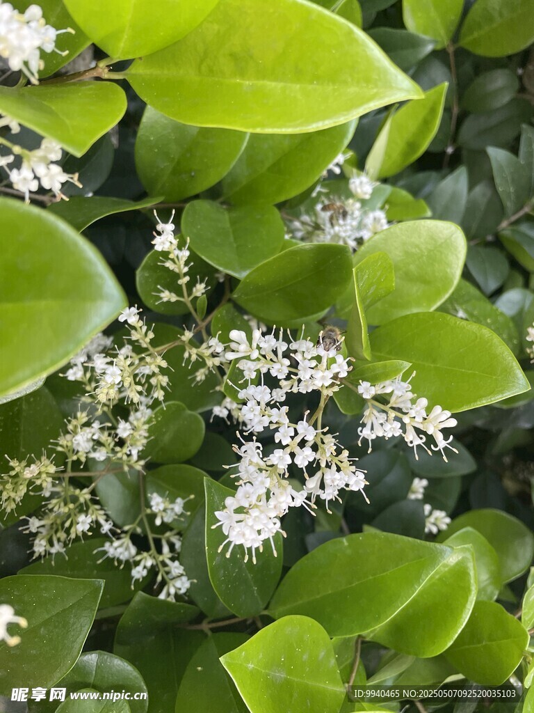 绿叶间的白色小花绽放