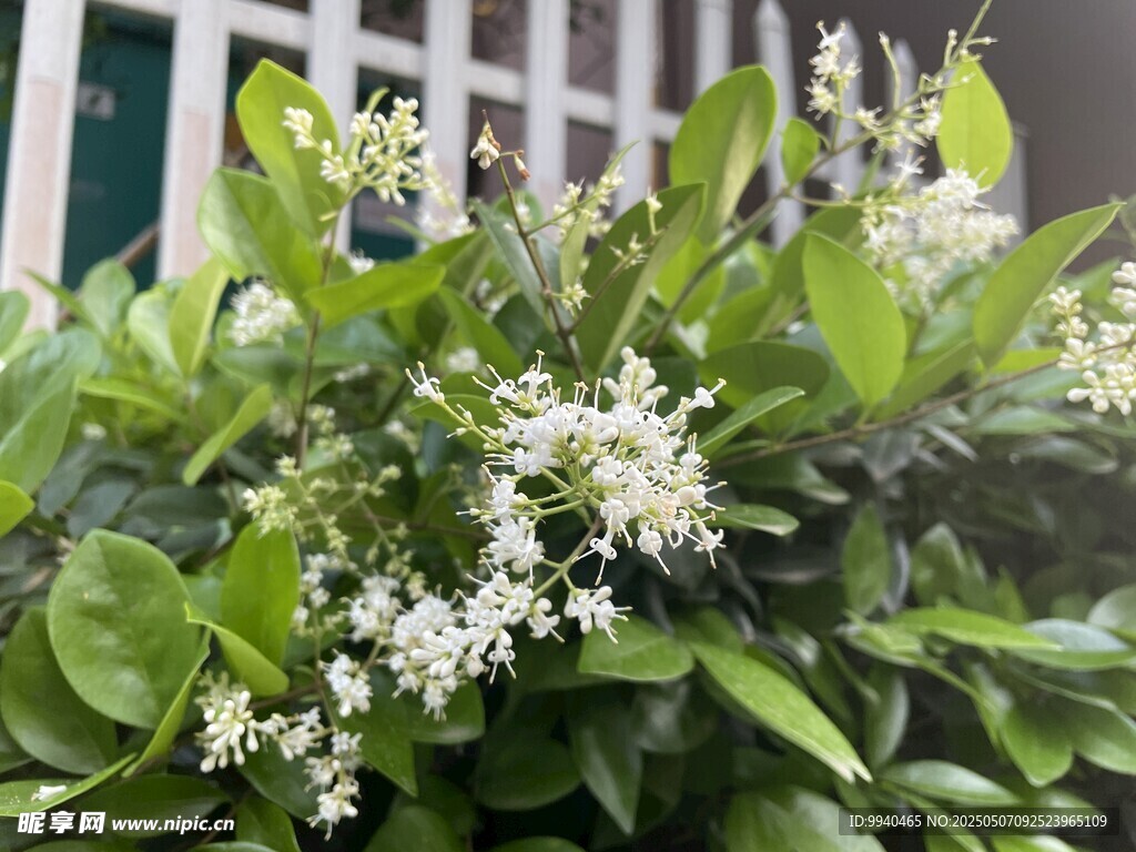 绿叶间的白色小花绽放