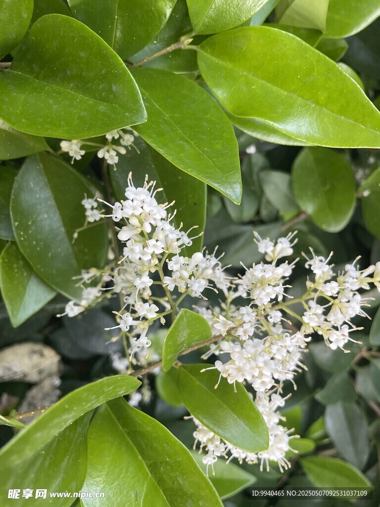 绿叶间的白色小花绽放