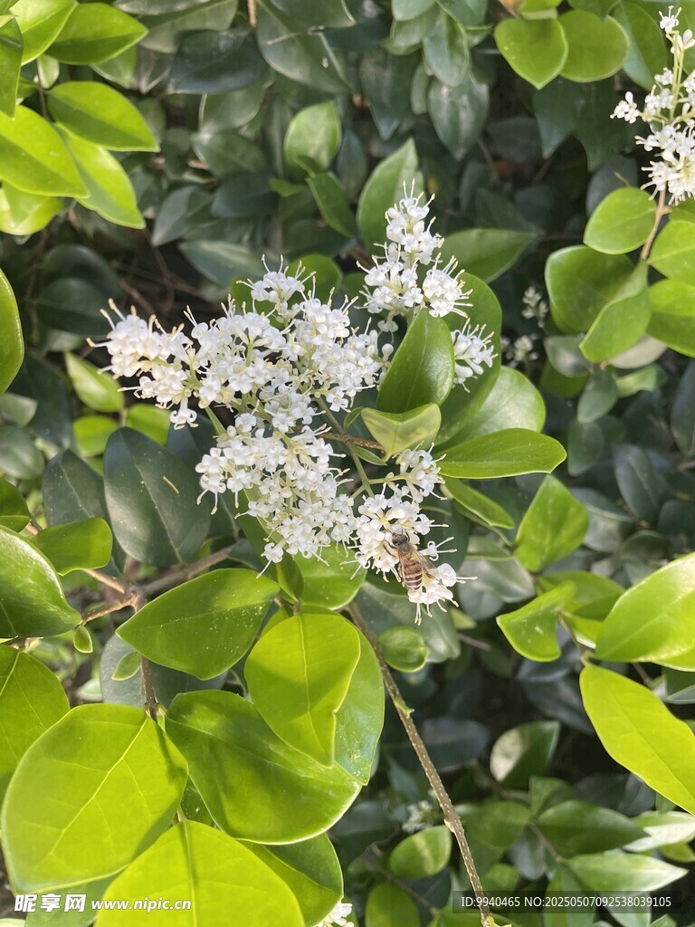 绿叶间的白色小花绽放