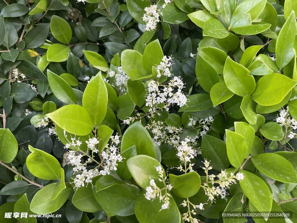 绿叶间绽放的白色小花