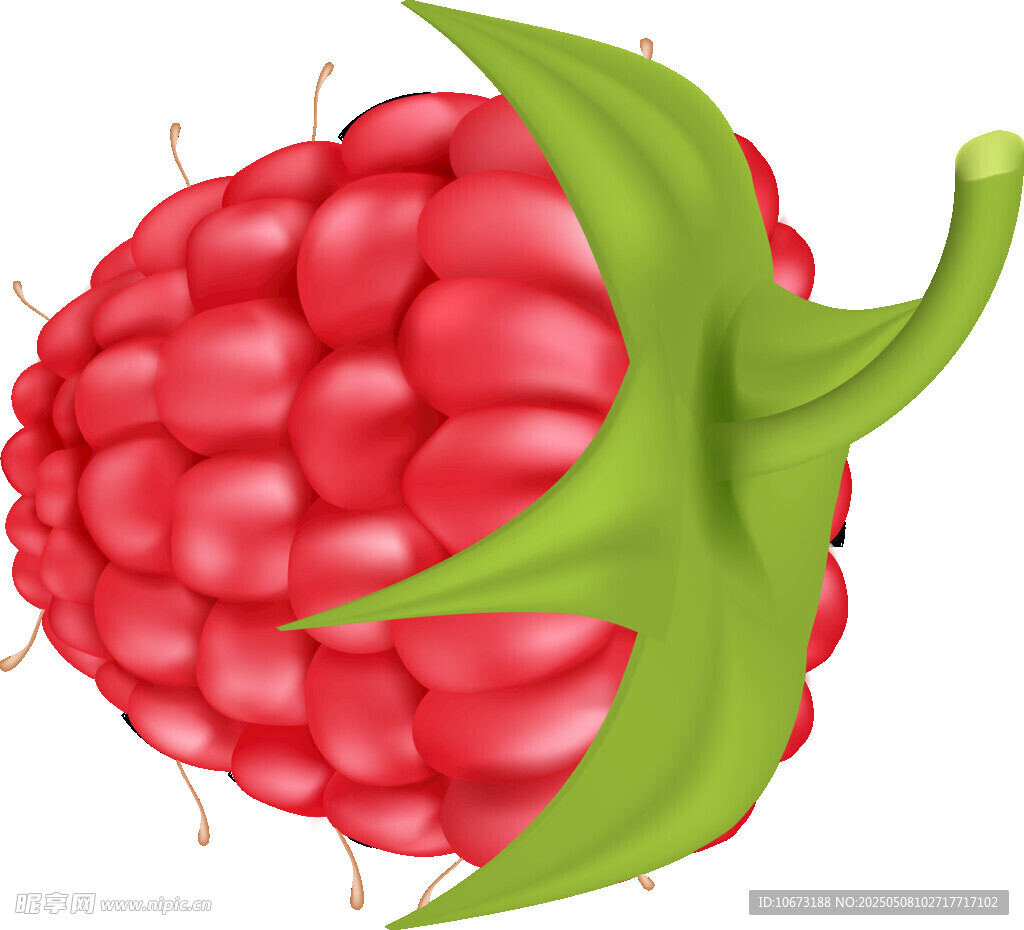红树莓插画