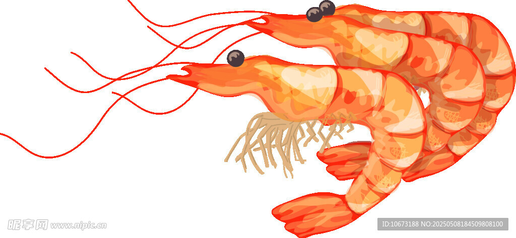 鲜活大虾插画