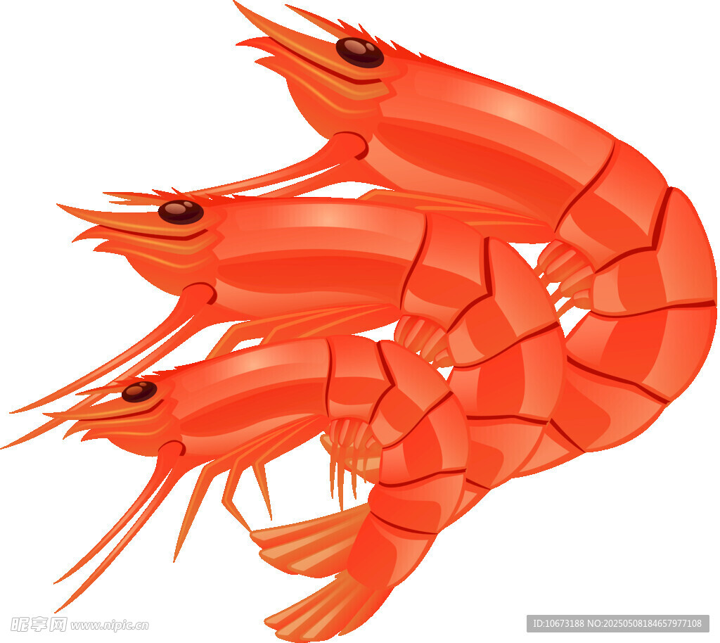 三只鲜红大虾插画