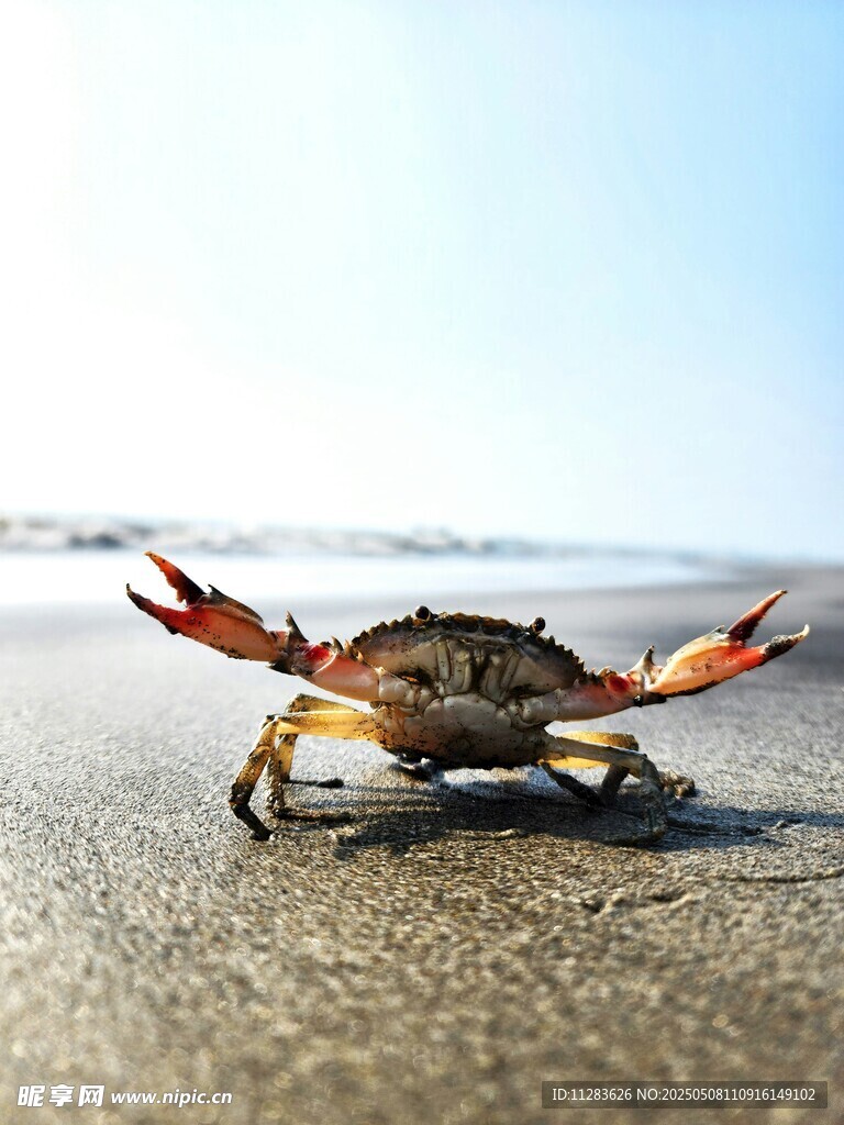沙滩上的螃蟹