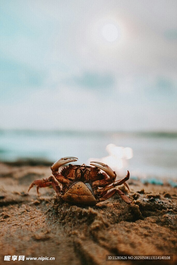 沙滩上的小螃蟹