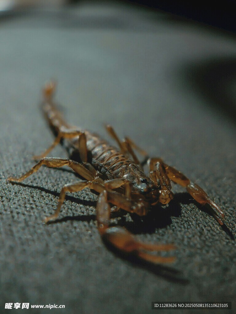 微距下的蝎子特写