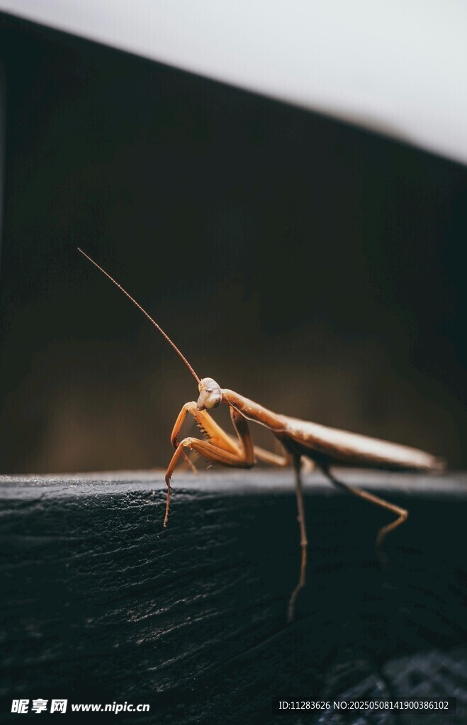 栖息于物体上的螳螂
