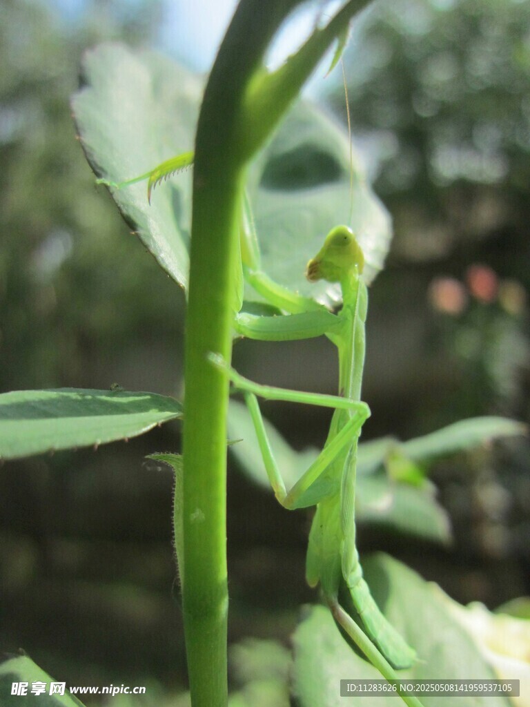 绿叶上的螳螂