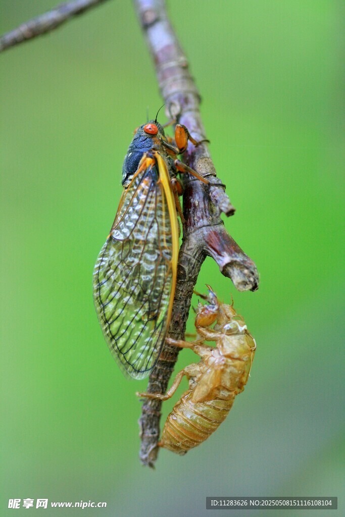 蝉蜕变瞬间