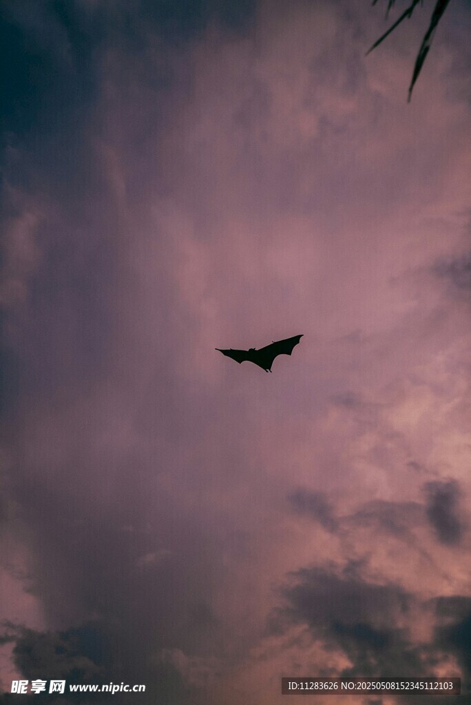 夜空中飞行的蝙蝠