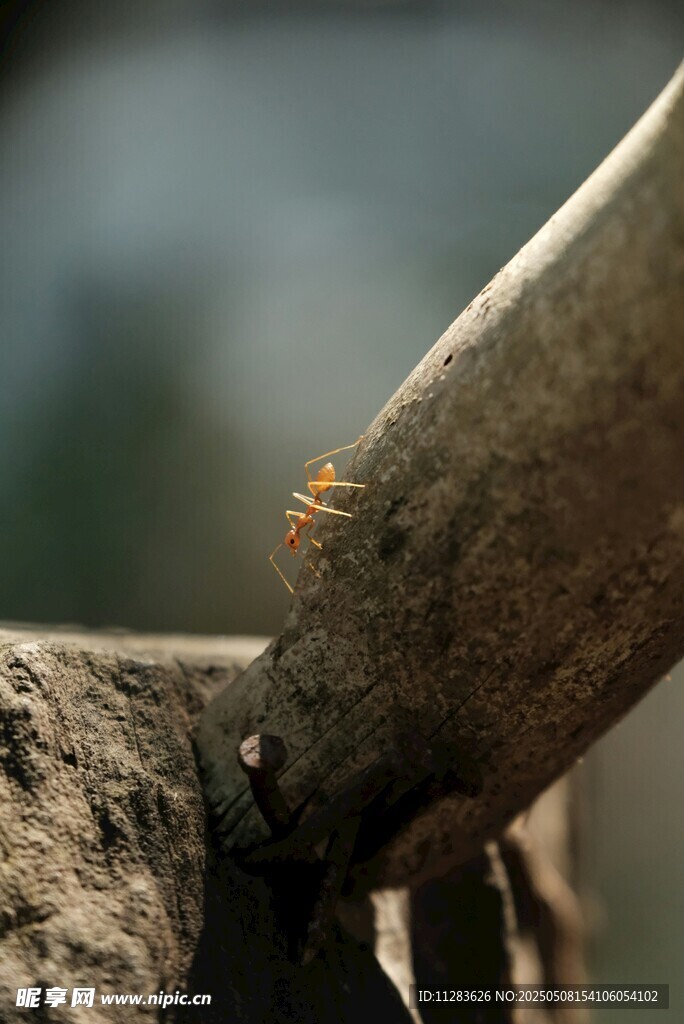 树干上的小蚂蚁