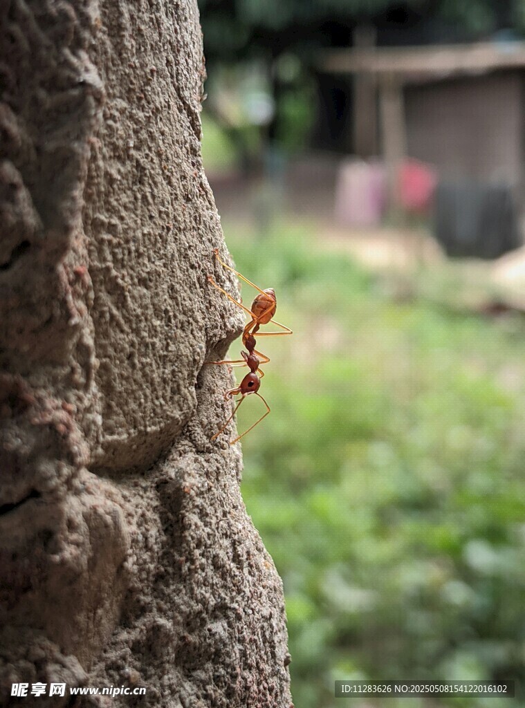 墙上的小蚂蚁