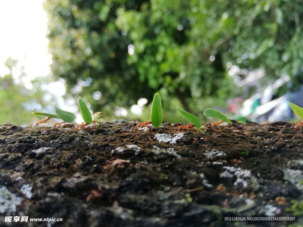 地上的蚂蚁