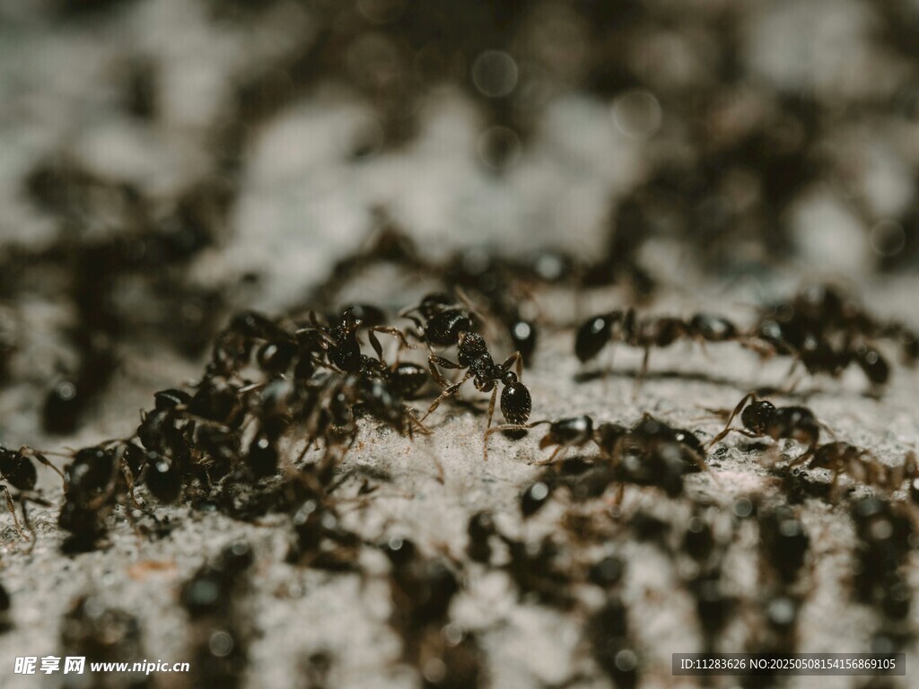 蚂蚁群聚画面