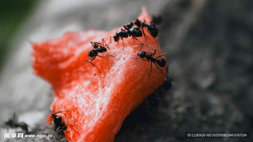 蚂蚁聚集在红色食物上