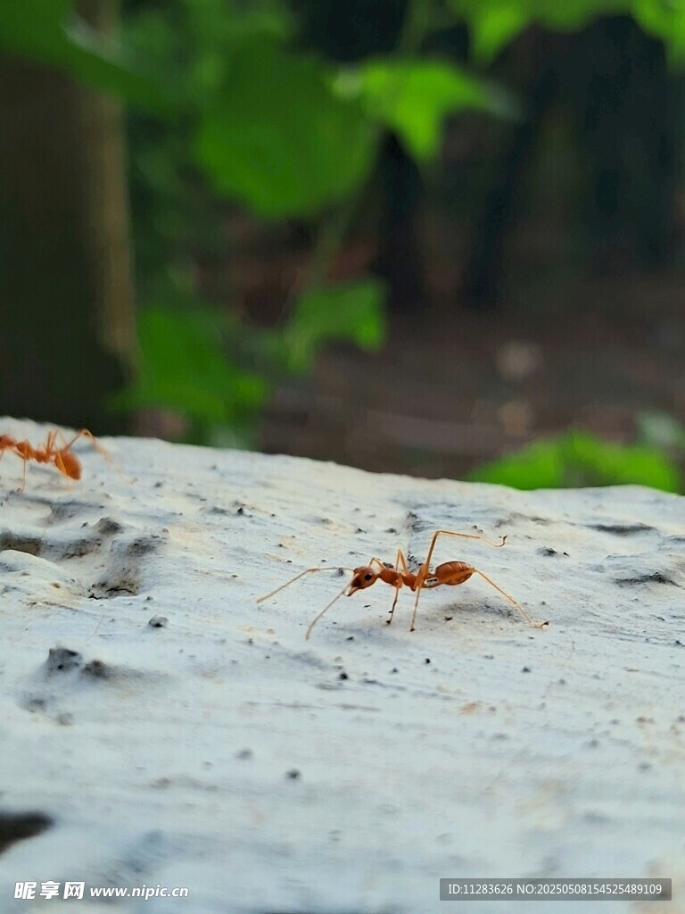 石板上的几只蚂蚁