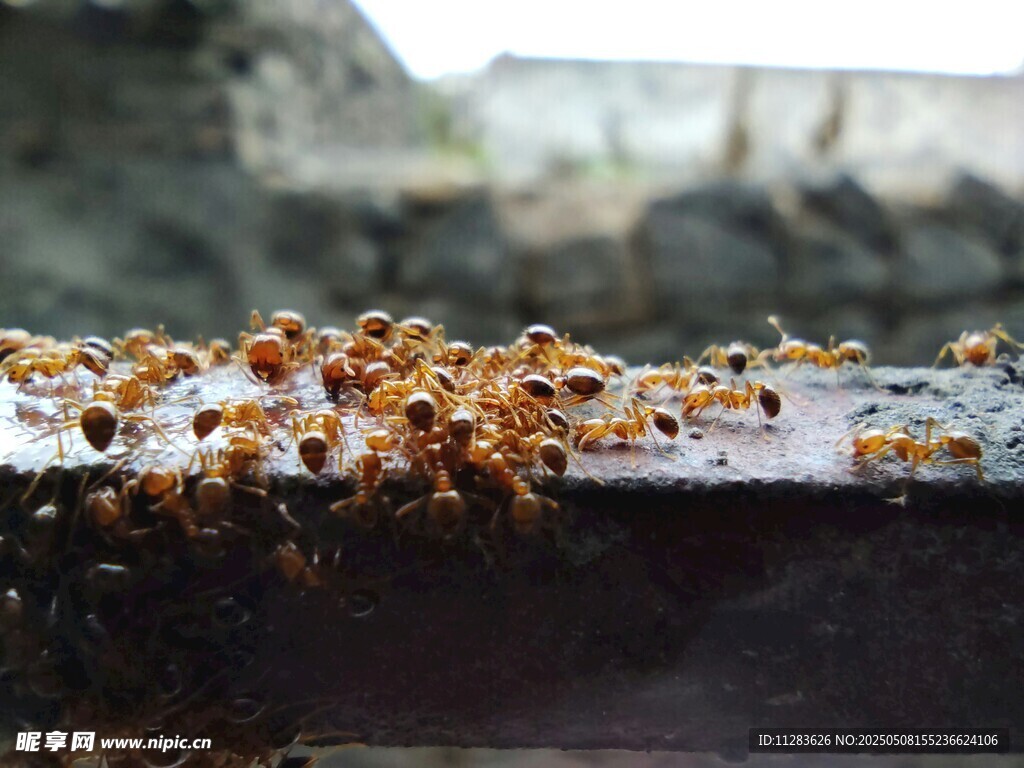 密集蚂蚁聚集在物体上