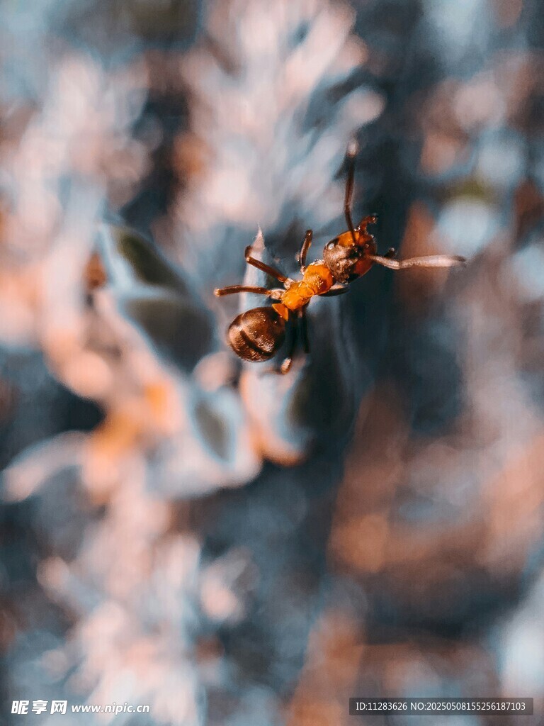 微距下的蚂蚁特写