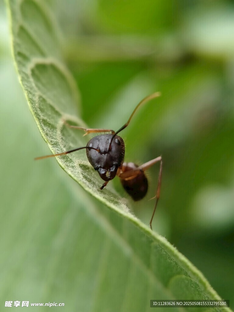 蚂蚁栖息于绿叶之上