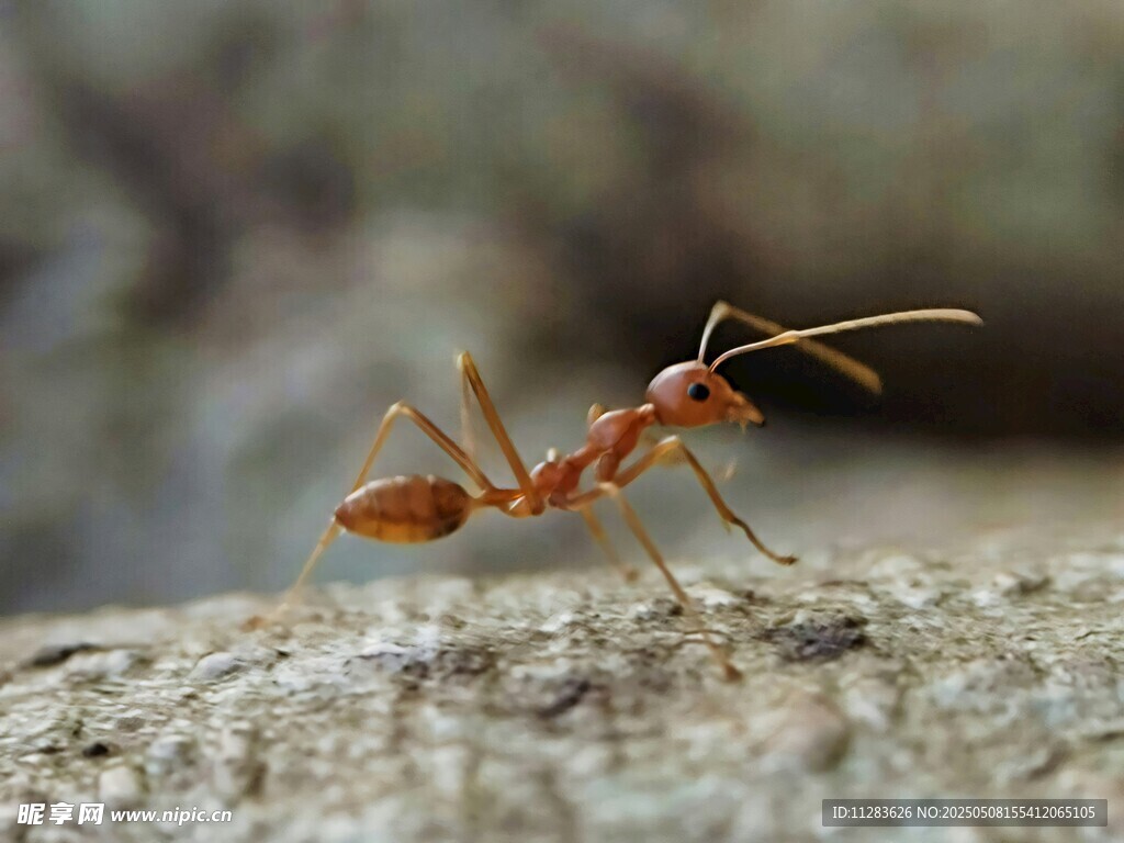 岩石上的红蚂蚁