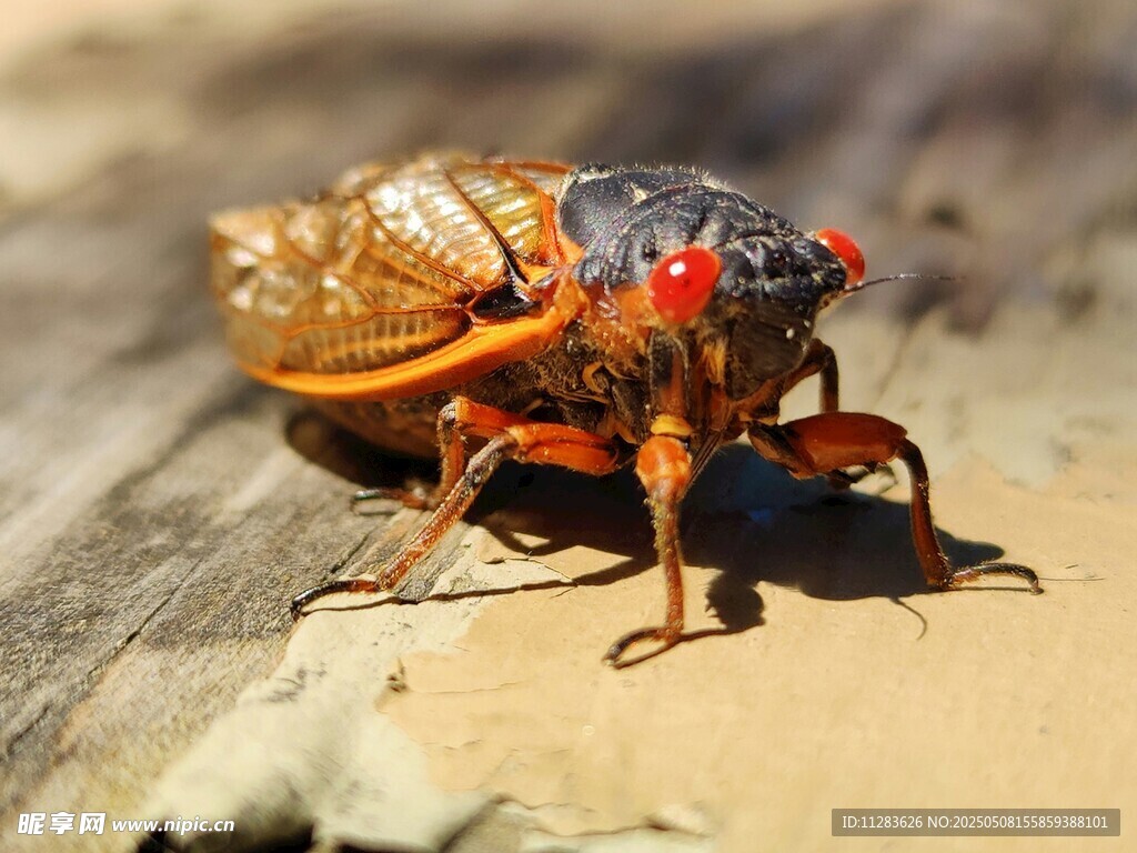 色彩斑斓的蝉