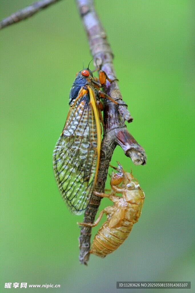 蝉蜕变瞬间