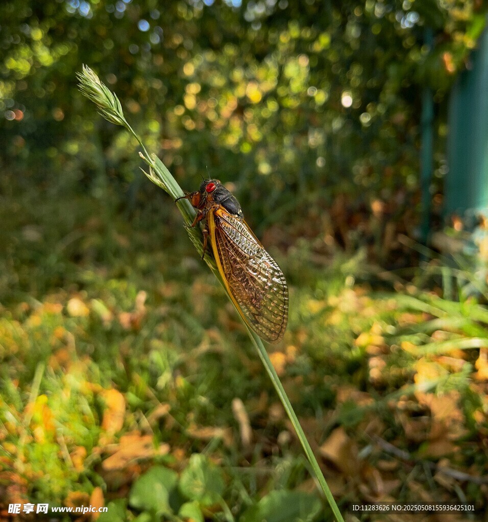草丛中的蝉