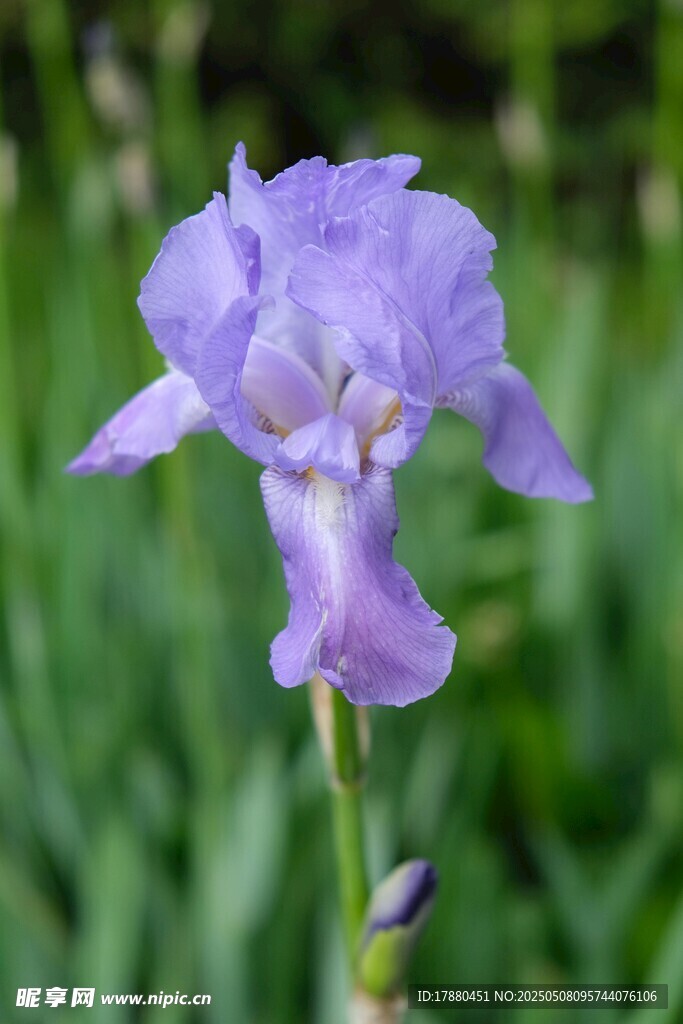 紫色鸢尾花