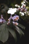 紫色兰花