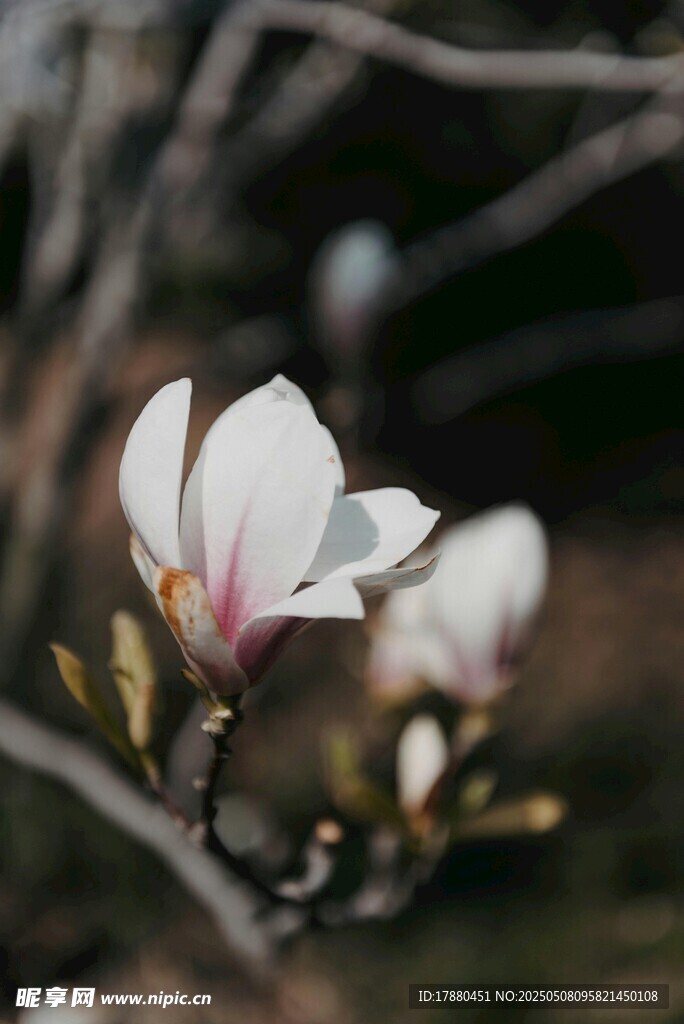 玉兰
