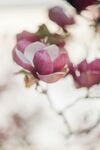 玉兰花